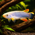 Giant Rivulus, Hart's Rivulus — tropical fish for sale UK — AI hero driftwood view