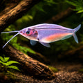 Glass catfish — tropical fish for sale UK — AI hero driftwood view
