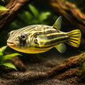 Globe fish — tropical fish for sale UK — AI hero driftwood view