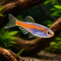  — tropical fish for sale UK — AI hero driftwood view