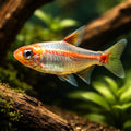  — tropical fish for sale UK — AI hero driftwood view