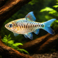  — tropical fish for sale UK — AI hero driftwood view