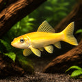  — tropical fish for sale UK — AI hero driftwood view