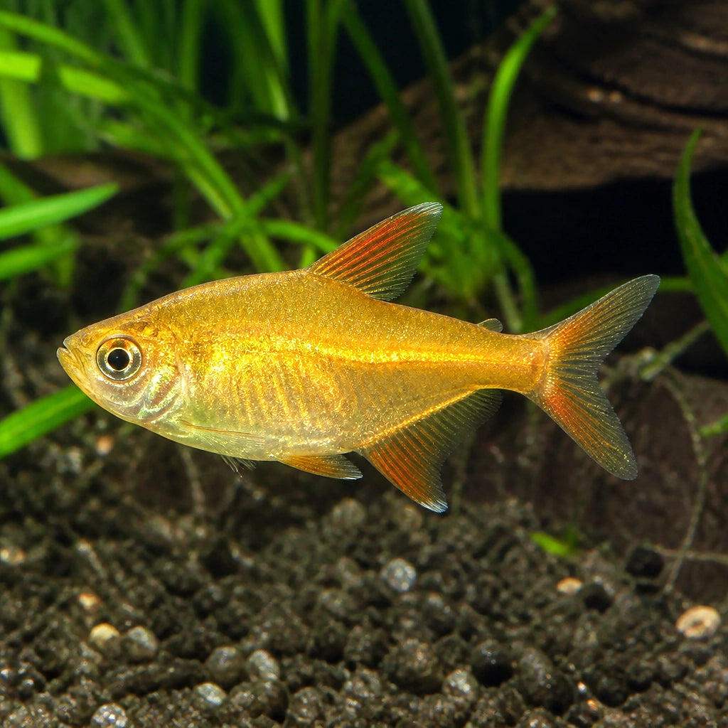 X Red-Blue Columbian Tetra: A Vibrant and Lively Aquarium Addition Scientific Name: Moenkhausia columbiana, Stunning Neon Colors to Enrich Your Home Aquarium Environment, Ideal Schooling Fish for Community Tanks — for sale UK — AI natural aquarium view