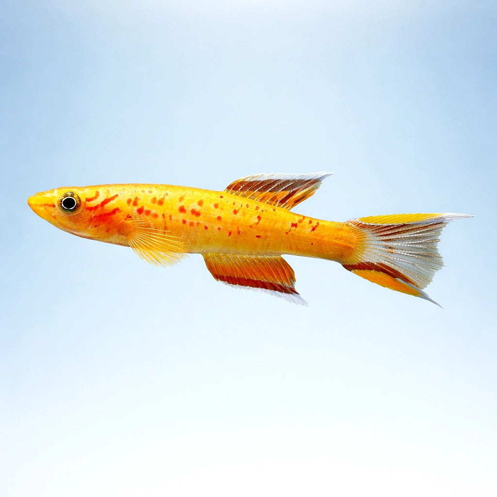  — tropical fish for sale UK — AI side clean view