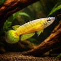  — tropical fish for sale UK — AI hero driftwood view