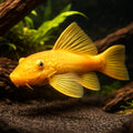  — tropical fish for sale UK — AI hero driftwood view