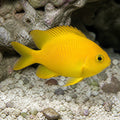 Golden damselfish — tropical fish for sale UK — AI natural aquarium view