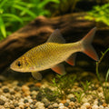 GOLDEN DWARF BARB — tropical fish for sale UK — AI natural aquarium view