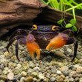 Yellow Benana Vampire Crab Geosesarma Sp — tropical fish for sale UK — AI natural aquarium view