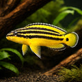  — tropical fish for sale UK — AI hero driftwood view