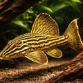 Golden Royal Pleco — tropical fish for sale UK — AI hero driftwood view