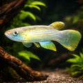 Golden-Tailed Rivulus — tropical fish for sale UK — AI hero driftwood view