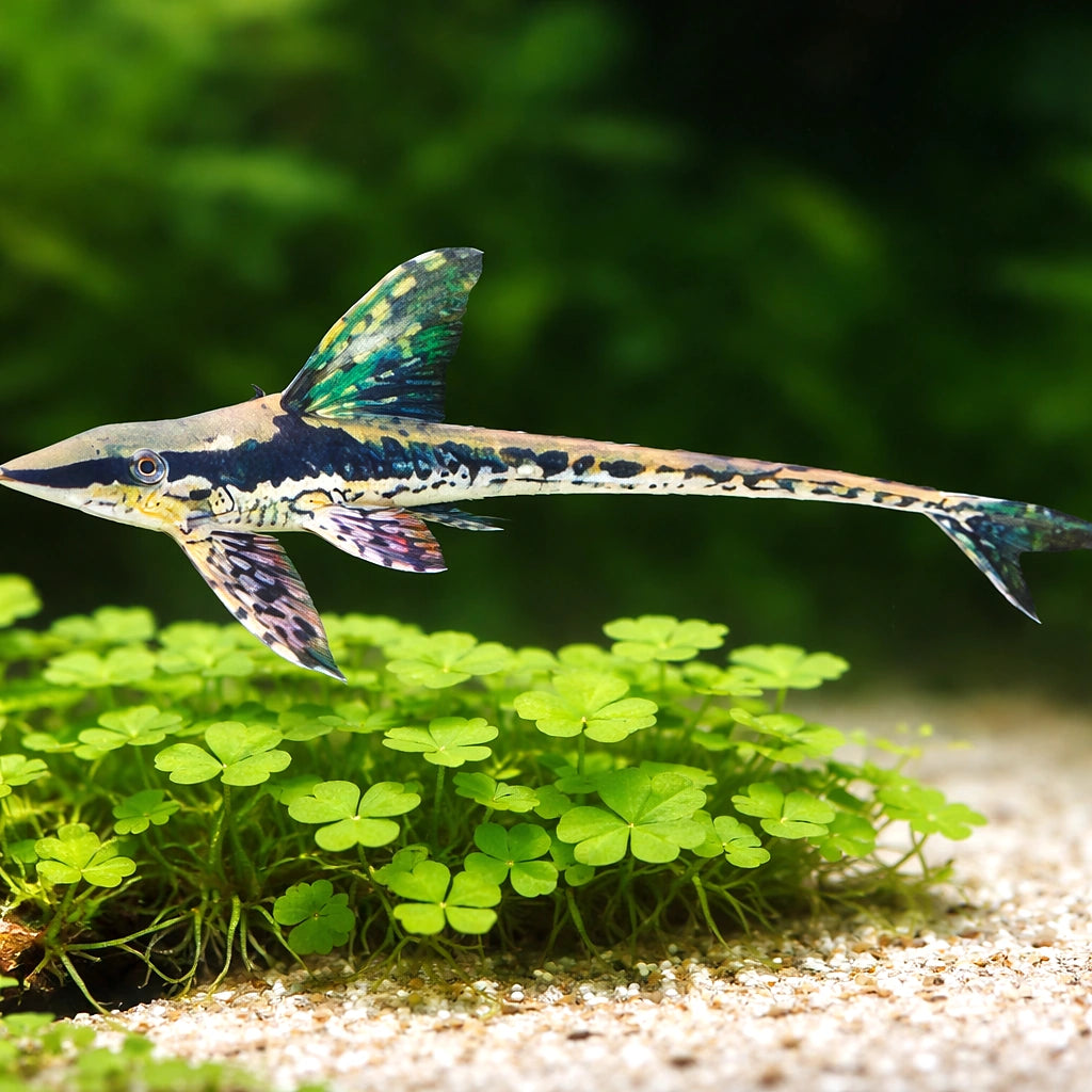 Golden Whiptail, Giant Whip — tropical fish for sale UK — AI scale plant view