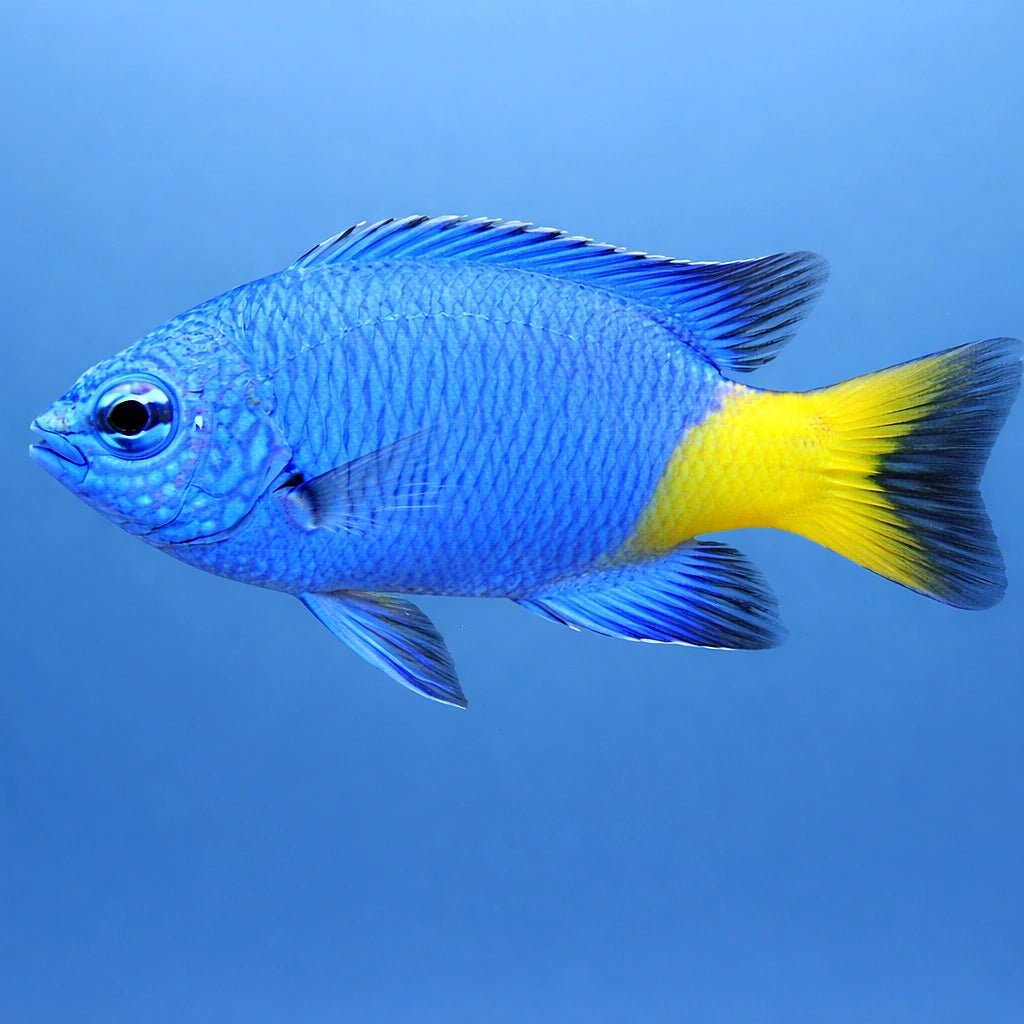 Goldtail Demoiselle M — tropical fish for sale UK — AI side clean view