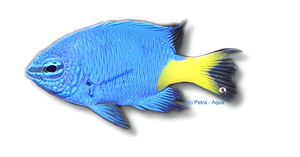 Goldtail Demoiselle M — tropical fish for sale UK