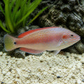 Gomphosus varius- female S — tropical fish for sale UK — AI natural aquarium view