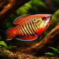 Gourami vaillants chocolate — tropical fish for sale UK — AI hero driftwood view