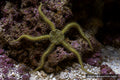 Green brittle star Ophiarachna incrassata extending from reef rock - AI-generated reference image