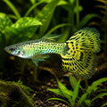 Green Cobra Male Guppy — tropical fish for sale UK — AI natural aquarium view