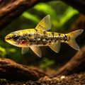 Green Dwarf Tetra — tropical fish for sale UK — AI hero driftwood view