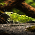 Green Jade — Shrimp for sale UK — AI hero driftwood view
