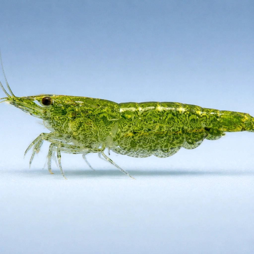 Green Jade — Shrimp for sale UK — AI side clean view