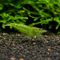 Green Jade Shrimp (Neocaridina davidi) — AI natural aquarium view