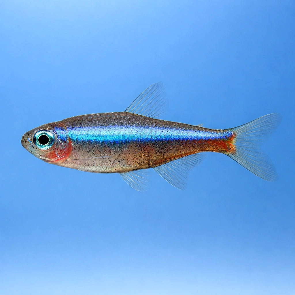 Green Neon Tetras — South American Tetra for sale UK — AI side clean view