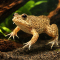 Green puddle frog — tropical fish for sale UK — AI hero driftwood view