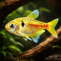 Griem's Tetra — tropical fish for sale UK — AI hero driftwood view