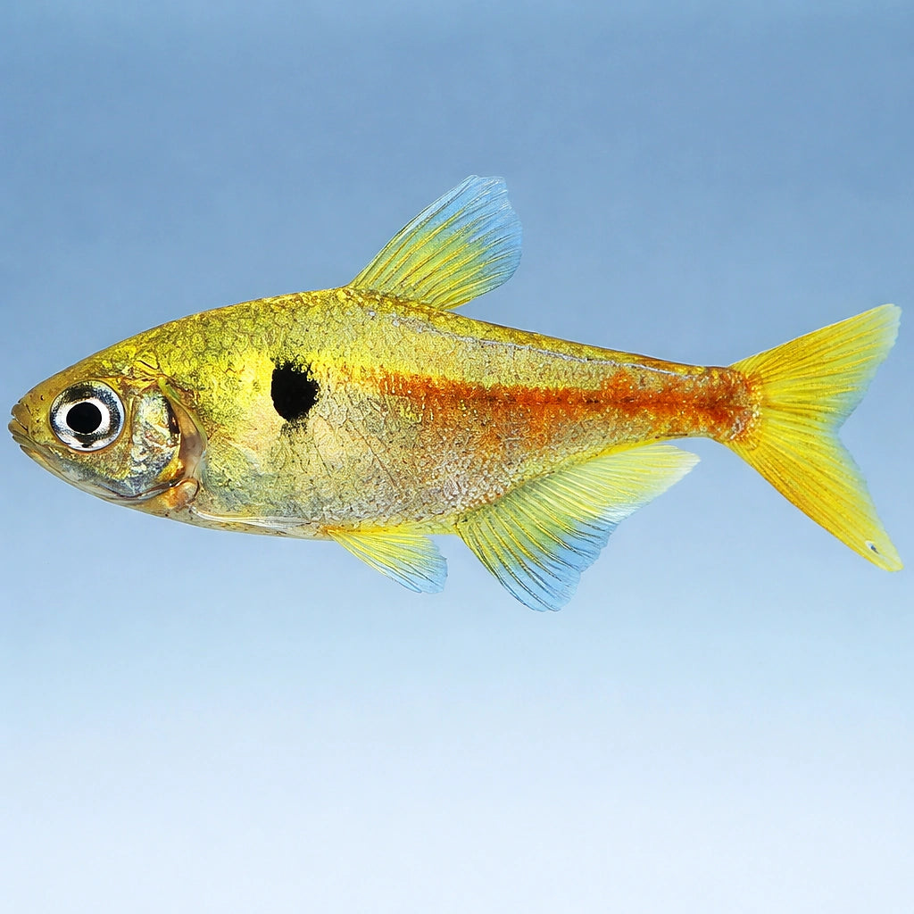 Griem's Tetra — tropical fish for sale UK — AI side clean view