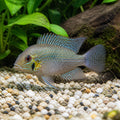 Guianacara Dacrya - South American Cichlid - Amazing Fish, Beautiful Cichlid Species for Aquarists, Easy Care and Thriving Fish for Your Home Aquarium — for sale UK — AI natural aquarium view