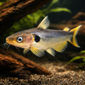 Günthers catfish — tropical fish for sale UK — AI hero driftwood view