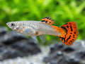 Guppy fish — Guppy for sale UK