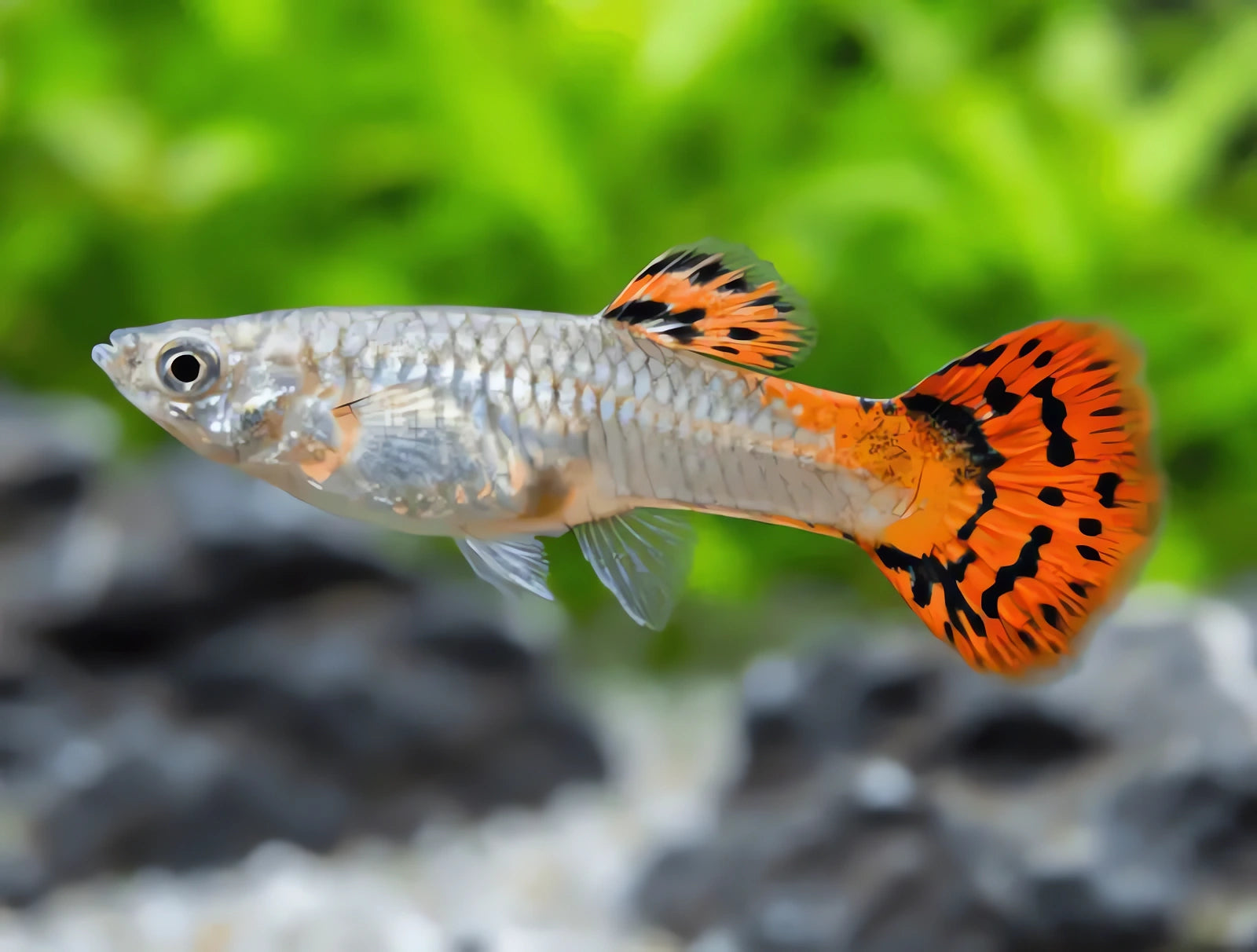 Guppy fish — Guppy for sale UK