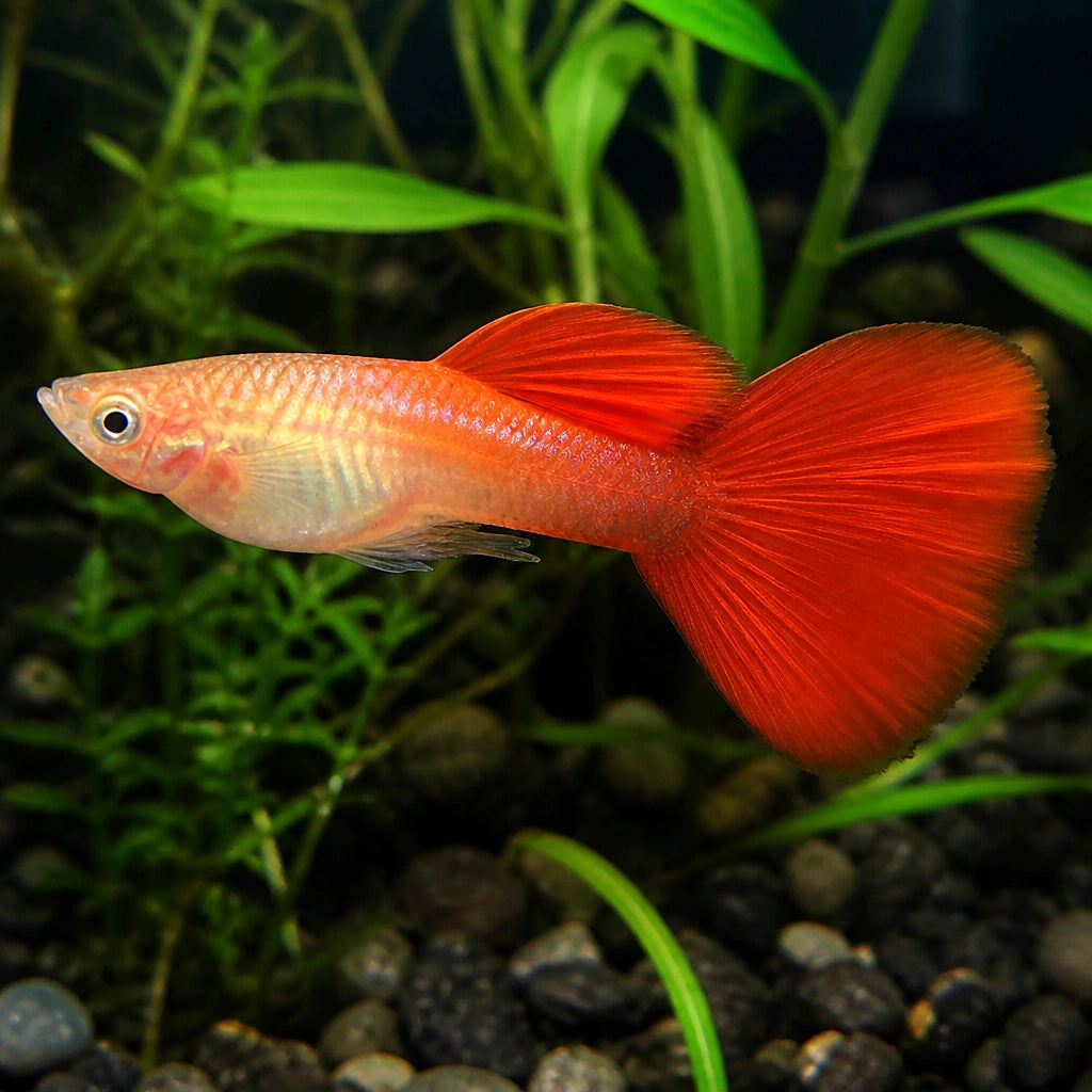 Japan Blue Guppy - Male &amp; Female - Poecilia Reticulata X Wingei - Livebearer — tropical fish for sale UK — AI natural aquarium view