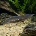 Gymnarchus niloticus — tropical fish for sale UK — AI natural aquarium view