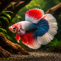 — tropical fish for sale UK — AI hero driftwood view