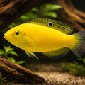 Halichoeres Chrysus - Vibrant Wrasse for UK Aquariums — tropical fish for sale UK — AI hero driftwood view