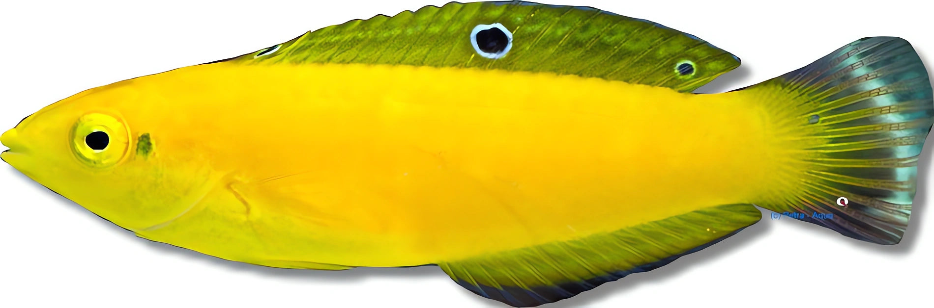 Halichoeres Chrysus - Vibrant Wrasse for UK Aquariums — tropical fish for sale UK