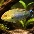 Halichoeres Melanurus - Vibrant Wrasse for UK Aquariums — tropical fish for sale UK — AI hero driftwood view