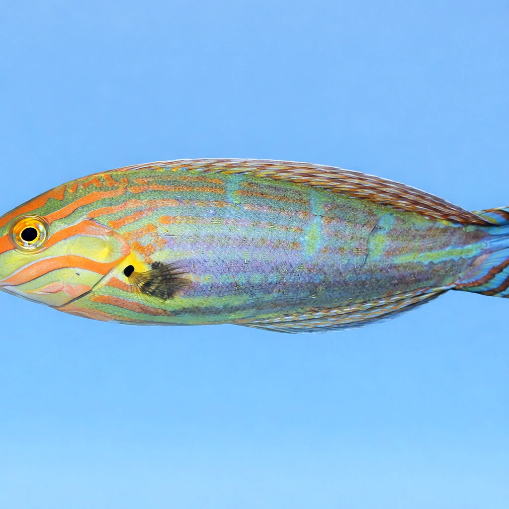 Halichoeres Melanurus - Vibrant Wrasse for UK Aquariums — tropical fish for sale UK — AI side clean view