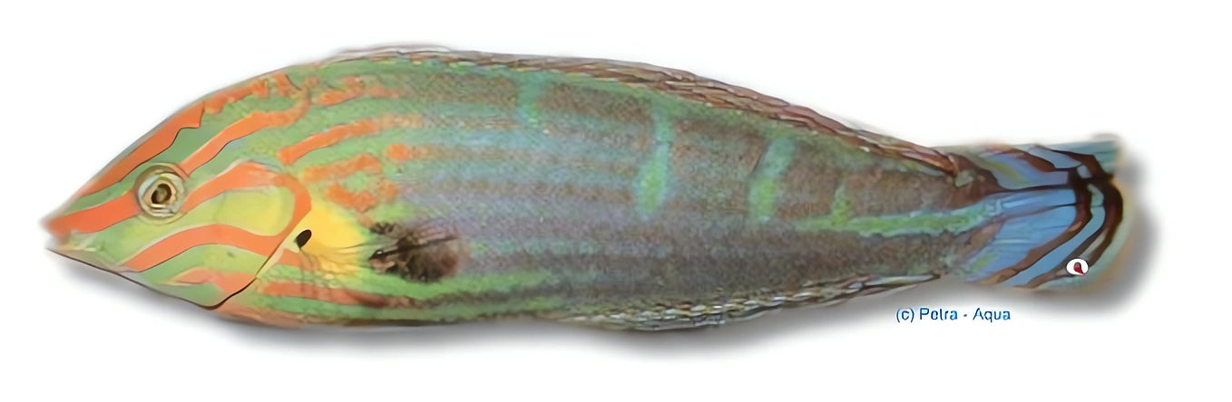 Halichoeres Melanurus - Vibrant Wrasse for UK Aquariums — tropical fish for sale UK