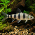 X Melon Barb — Barbs for sale UK — AI natural aquarium view