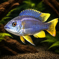 Haplochromis borleyi yelow fin 4 - — tropical fish for sale UK — AI hero driftwood view