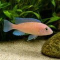 Haplochromis hippo point salmon sp. 4-5 cm — AI natural aquarium view