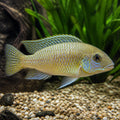 Haplochromis ivory Undu reef — tropical fish for sale UK — AI natural aquarium view