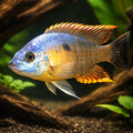 Haplochromis likoma 3 - — tropical fish for sale UK — AI hero driftwood view