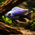 Haplochromis mola 4 - — tropical fish for sale UK — AI hero driftwood view